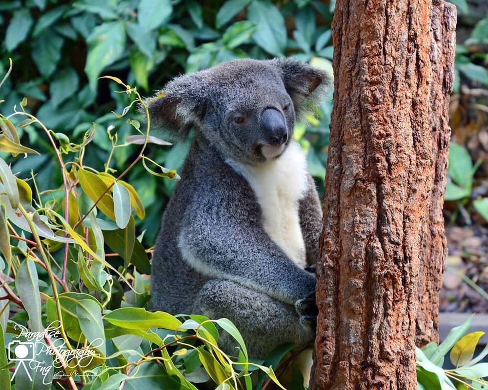 A guide to cultural experiences in the Village Of Kuranda