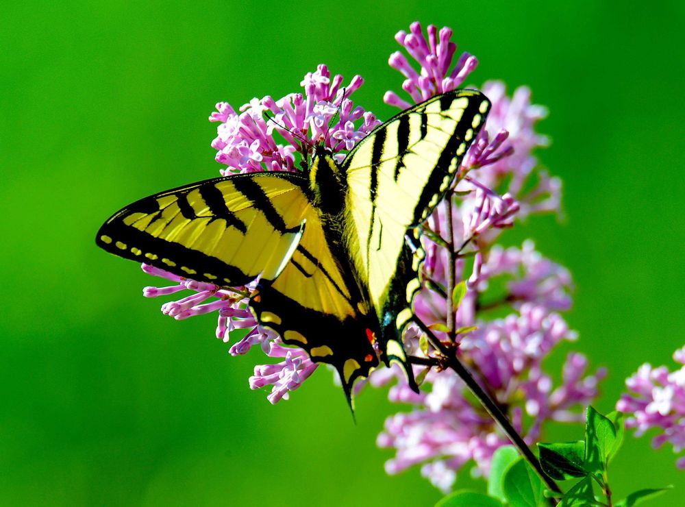 A detailed guide to Australian Butterfly Sanctuary: what you have to see