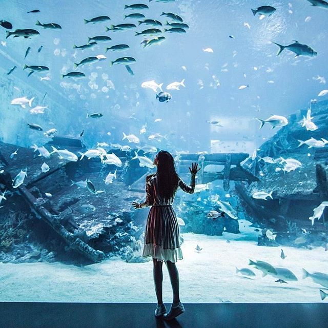 S.E.A Aquarium Singapore: 15 Essential Tips for First-time Visitors
