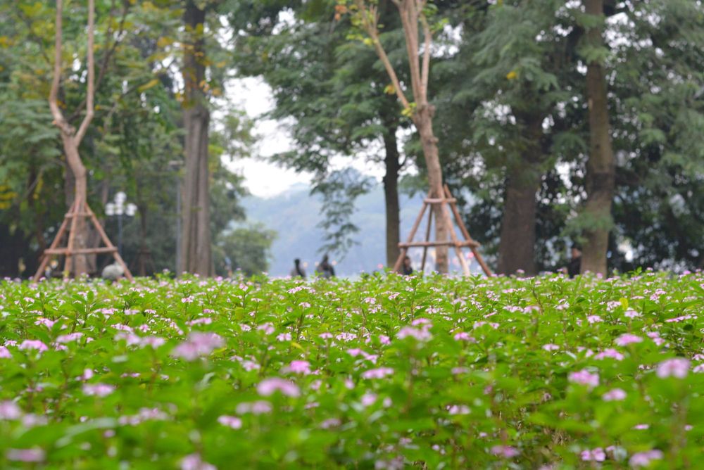 Weather and how to explore Hanoi in January